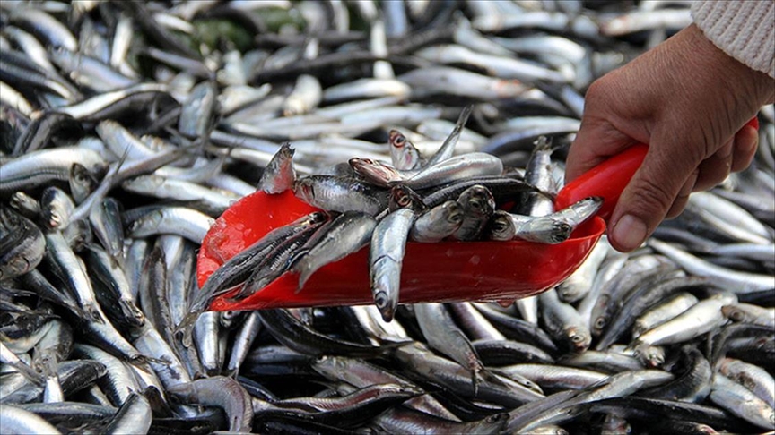 Турецкий экспорт морепродуктов и продукции животного происхождения бьет рекорды