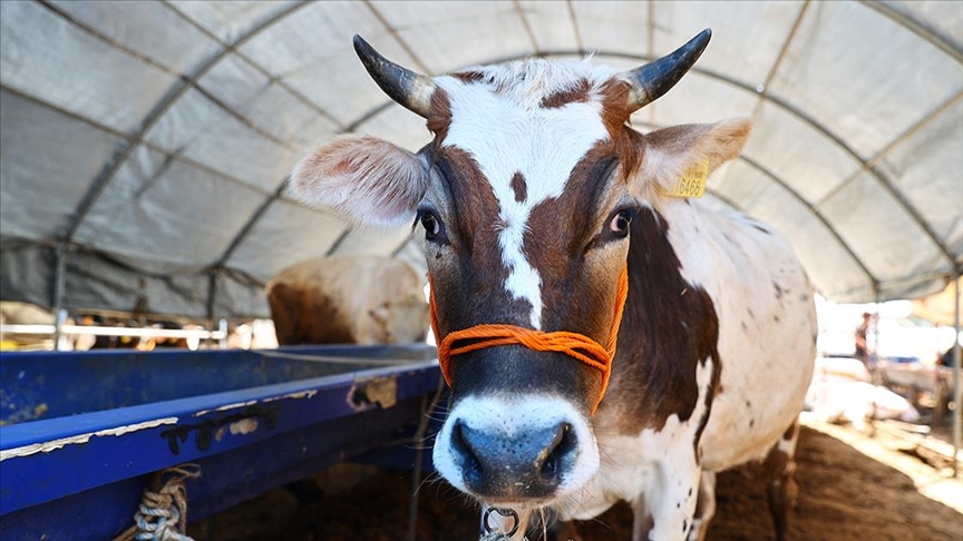 Almanya’da bilim insanları sera gazı emisyonunu azaltmak için ineklere tuvalet eğitimi verdi