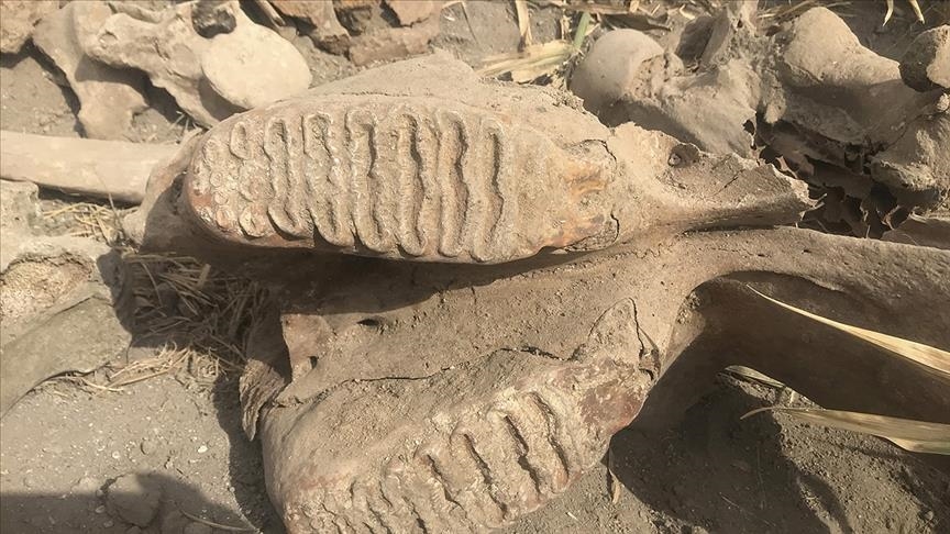 Турција: При орање на нива, откриен фосил на слон