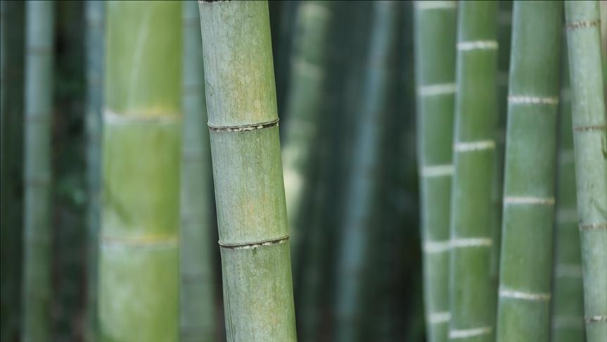 Bamboo economy helps Zimbabwean farmers to earn living