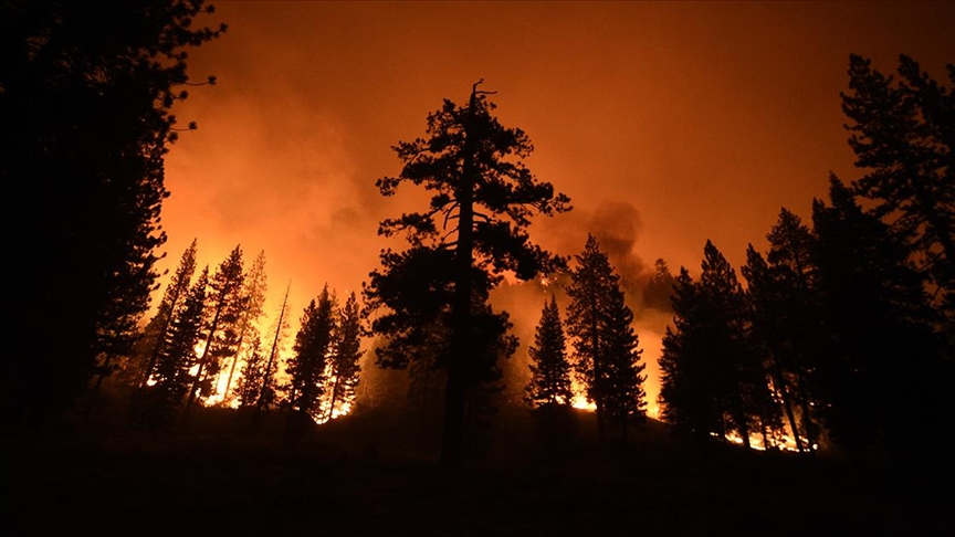 ABDdeki yangınlar dünyanın en büyük ağaçlarını tehdit ediyor