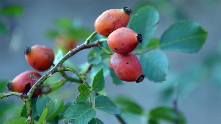 Sarıçam ormanlarına dikilen meyve fidanları sayesinde yaban hayatı aç kalmıyor