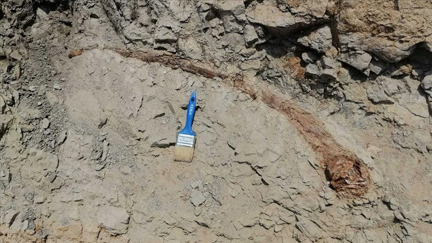 Denizlide 17 milyon yıl öncesine tarihlenen fil dişi fosili bulundu