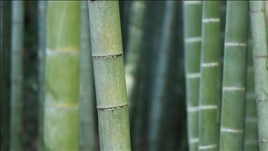 Ekonomi bambu bantu petani Zimbabwe cari nafkah