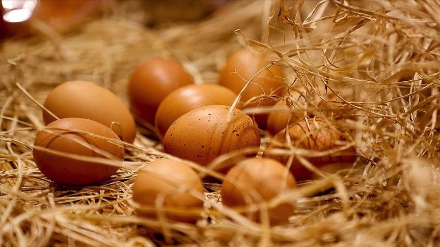 ایران از کشورهای همسایه تخم مرغ وارد می‌کند