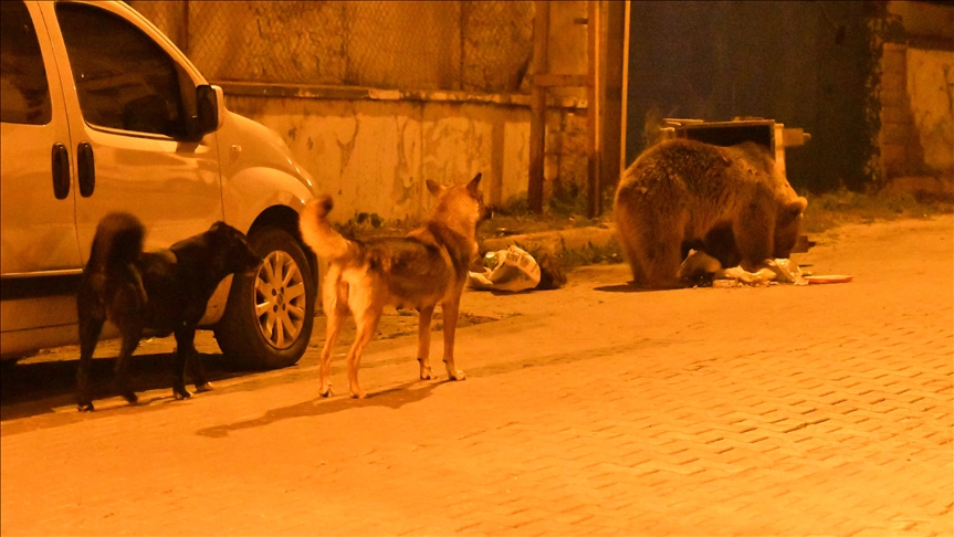 Li Qersê dîmena hevxeniqandina seba nanê ser sergoyê yê hirçê boz û kûçikan hat kişandin