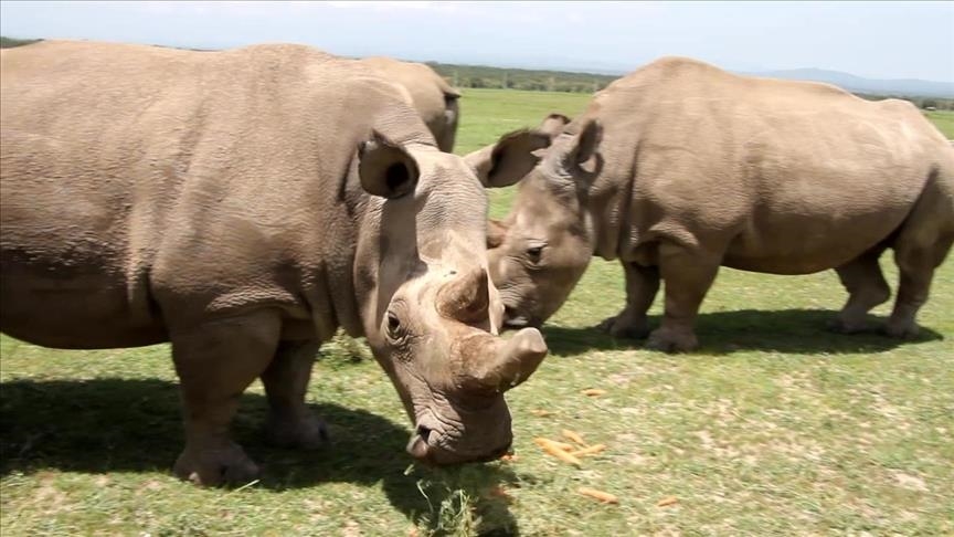 Highly endangered rhinos spring up in Uganda
