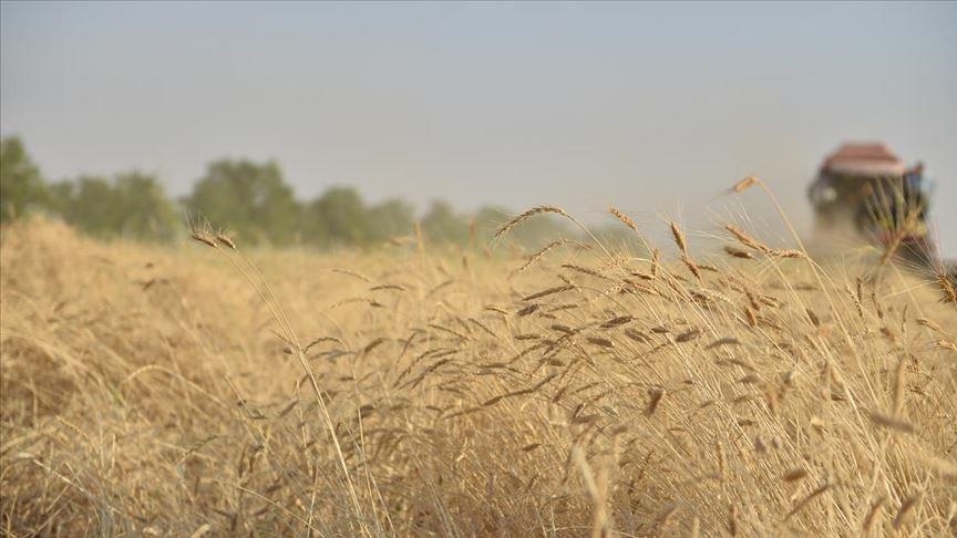 Kazakistani do të vazhdojë të eksportojë grurë dhe miell në Afganistan