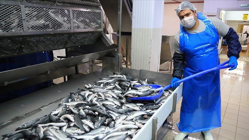 Экспорт лосося из Турции с начала года превысил $54 млн