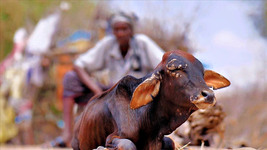 Severe drought leaves Kenyans hungry, fuels conflict with wildlife