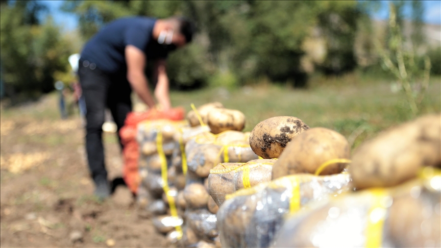 Pasinler Ovasında sertifikalı tohumla üretilen patateste kuraklığa rağmen rekolte arttı