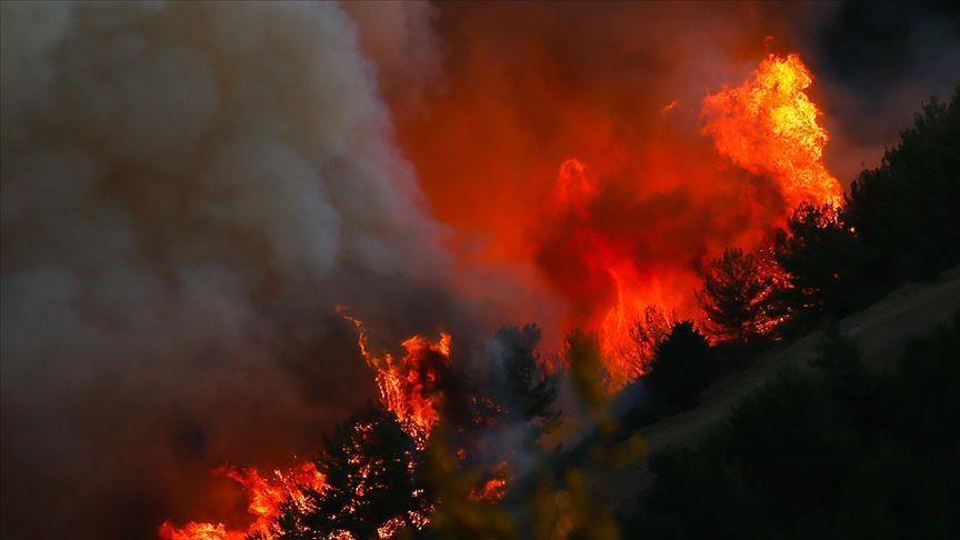 Лесной пожар на северо-востоке Ирана нанес ущерб 200 га территории