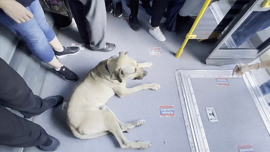 Otobüse binen gezgin köpek yolcuların ilgi odağı oldu