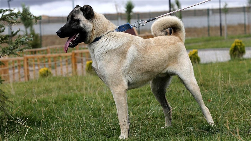 Sivas Kangal köpeklerinin genetiği çiple korunuyor