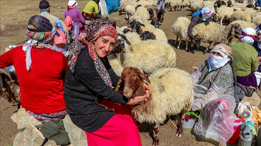 Astengdarên bi piştevaniya ÎŞKURê dest bi heywandariyê kirin perê xwe qezenc dikin