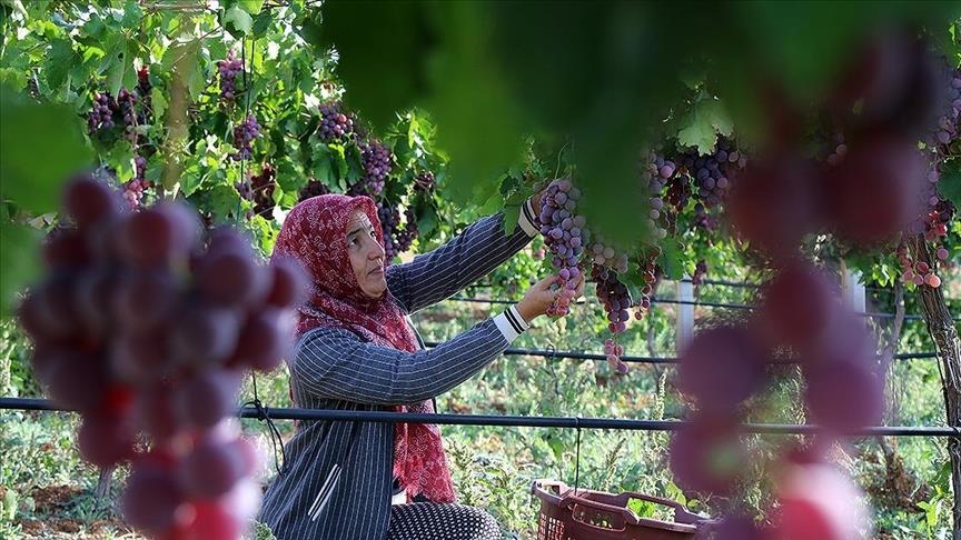 Turquie: Une mère de famille devient vigneron grâce aux subventions de l’Etat