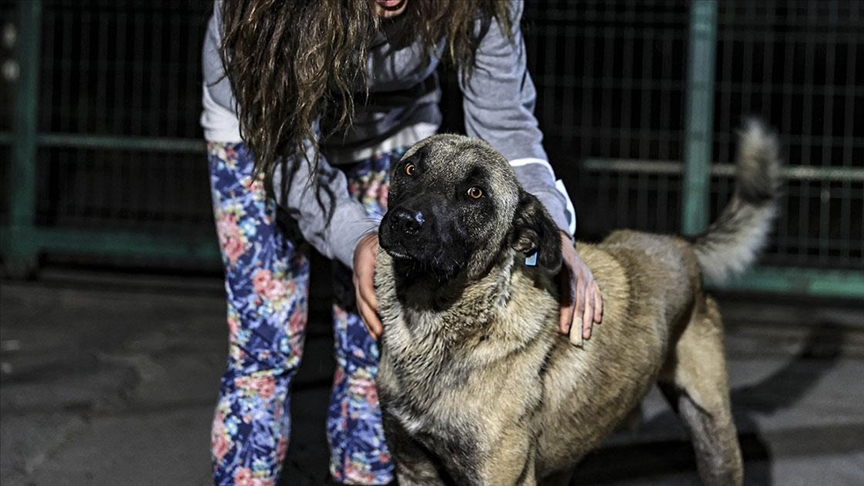 Barinaktaki Kopeklerin Belediye Ekiplerince Olume Terk Edilmeye Calisildigi Iddia Edildi Barinaktaki Kopeklerin Belediye Ekiplerince Olume Terk Edilmeye Calisildigi Iddia Edildi