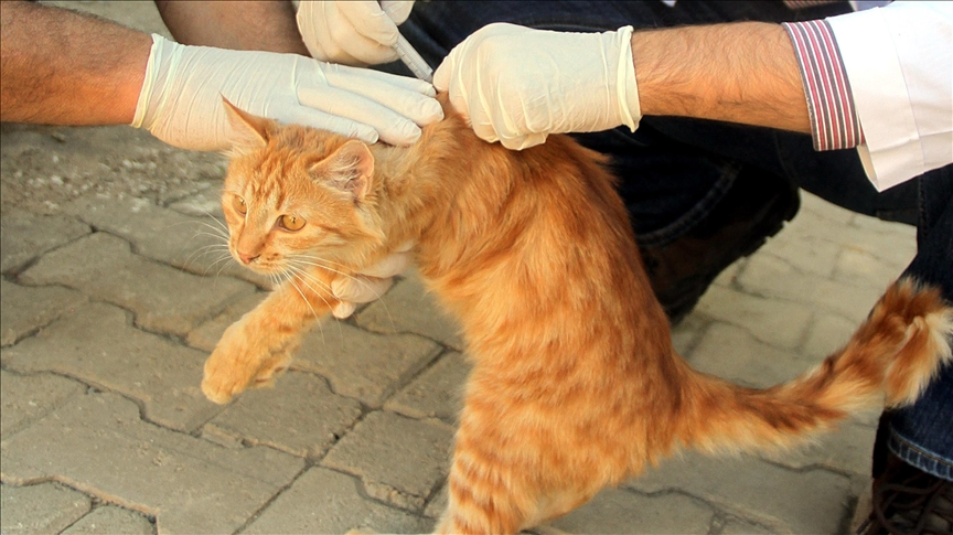 Veteriner hekimler evcil hayvanların kuduz aşılarının aksatılmaması uyarısında bulundu