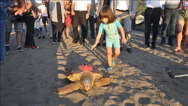 Uydu takip cihazı takılan 3 caretta caretta denize salındı