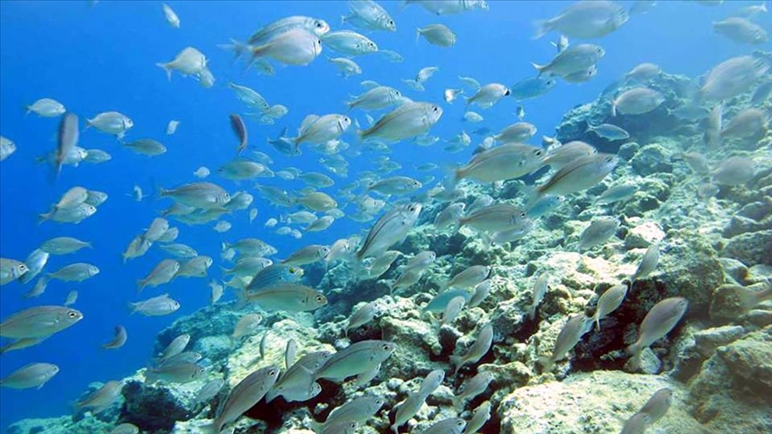 Karadenizde yüzey suyu sıcaklığı artışı deniz canlılarını tehdit ediyor