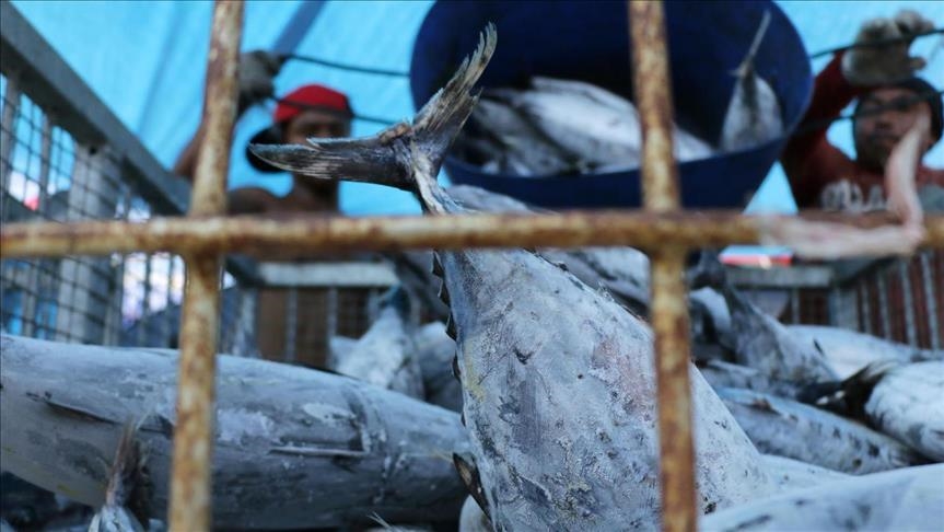 Indonesia ekspor 27 ton tuna sirip kuning ke Vietnam