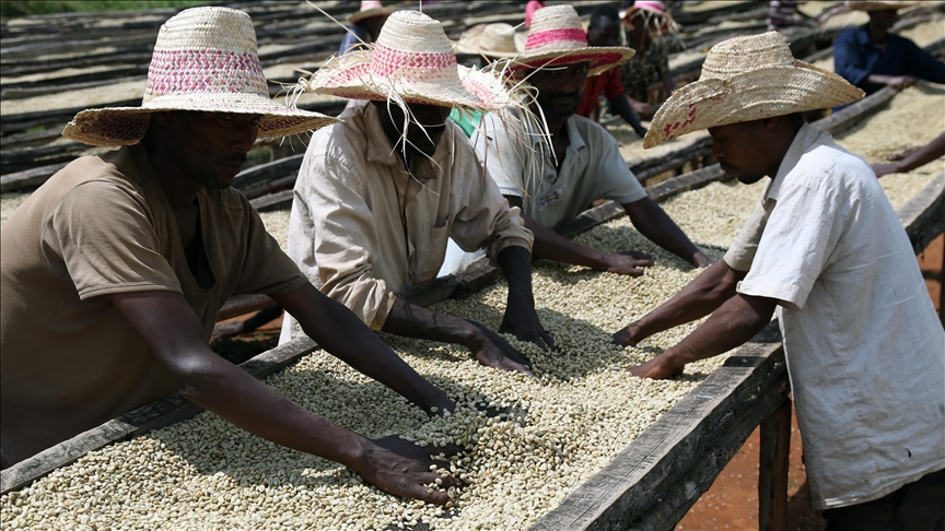 Ethiopias coffees are special, but not their prices