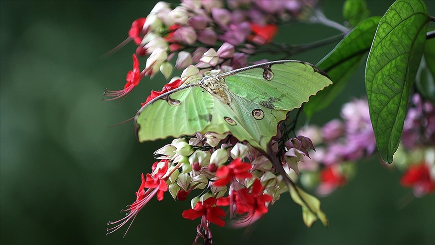 Konyadaki kelebek bahçesinin yeni üyesi, bir haftalık ömrünü beslenmeden tamamlıyor