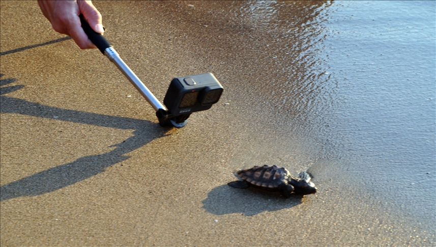 Freed loggerhead sea turtle covers 12,000 kilometers in 2 years