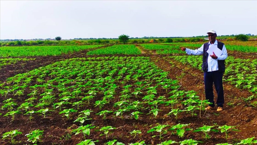 Sudanda Türk tohumu üretilecek