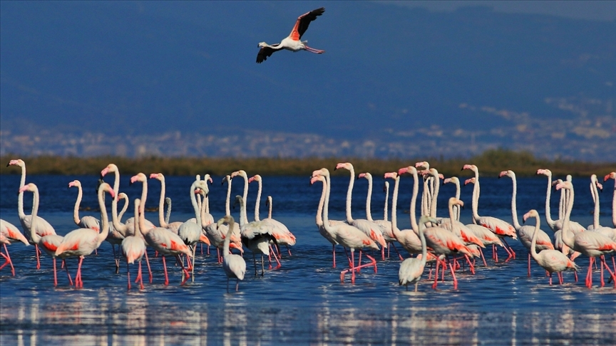 Kuş Oteli Hersek Lagünü flamingo ve diğer göçmen kuşlarla şenlendi