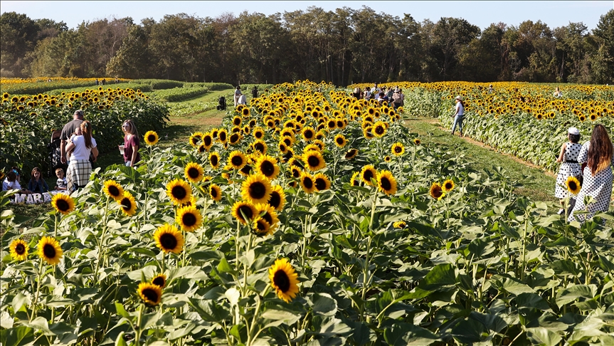 САД: Фармите ги отворија вратите за посетителите за сезоната на сончогледи