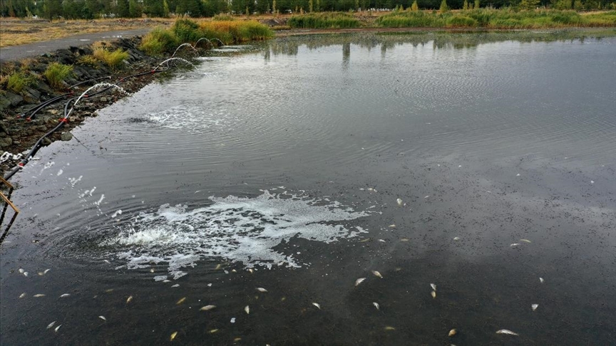 Kuraklıktan etkilenen Ulaş Gölünde balık ölümlerini önlemek için çalışma başlatıldı