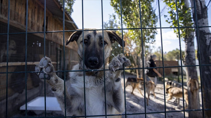 Hayvanseverlerin kurduğu dernek 170 köpeğin sıcak yuvası oldu