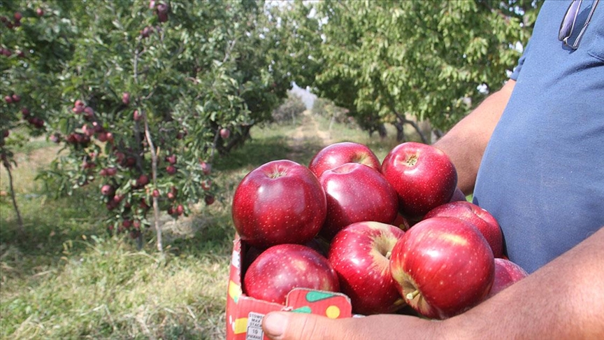 Konyadan Asya ülkelerine elma ihracatı