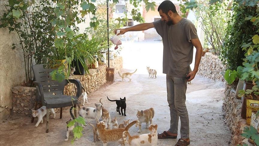 Ailurophile man of war-ravaged Idlib takes care of stray cats