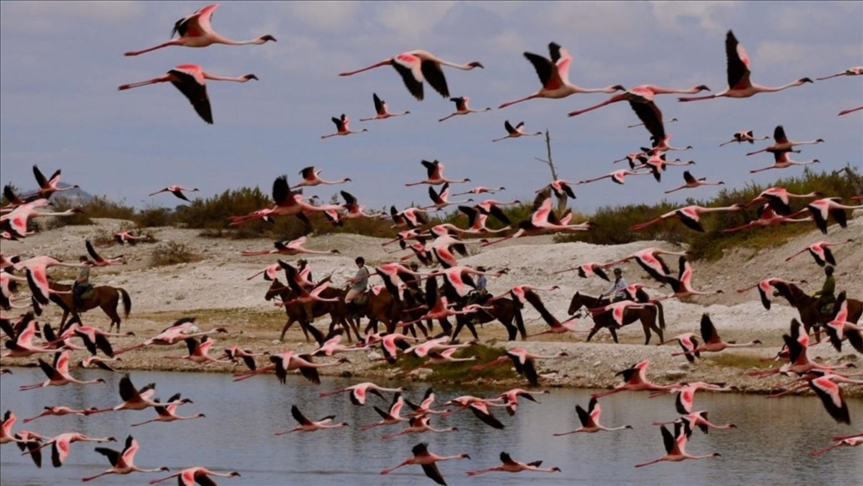 Climate change threatens Tanzania’s pink flamingos