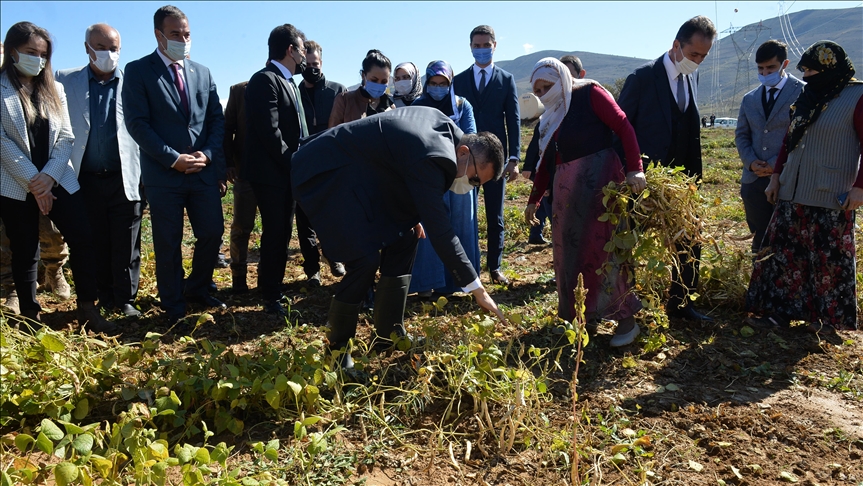 Erzurumun meşhur İspir fasulyesinde hasat heyecanı başladı