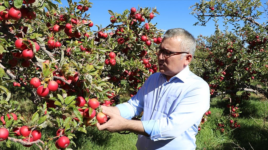 Niğdede elma üretimi 5 yılda yüzde 25 arttı
