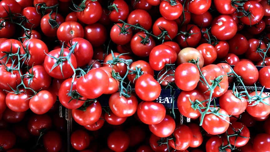 Türkiyeden 9 ayda 264 milyon 771 bin dolarlık domates ihracatı