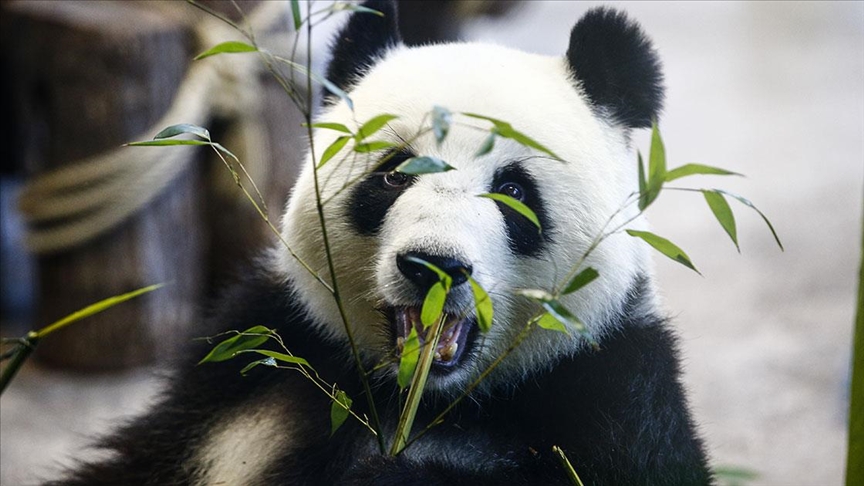 Tokyoda dünyaya gelen ikiz pandaların isimleri belli oldu