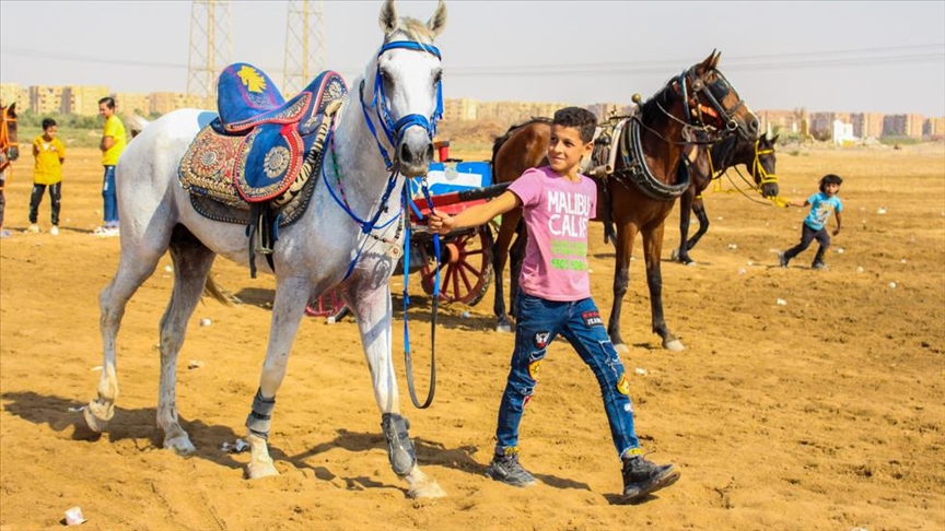 Mısır'da 'safkan Arap atlarının kalesi' olarak ünlenen köyde atlar, usta eğitmenlerce nakış gibi işleniyor