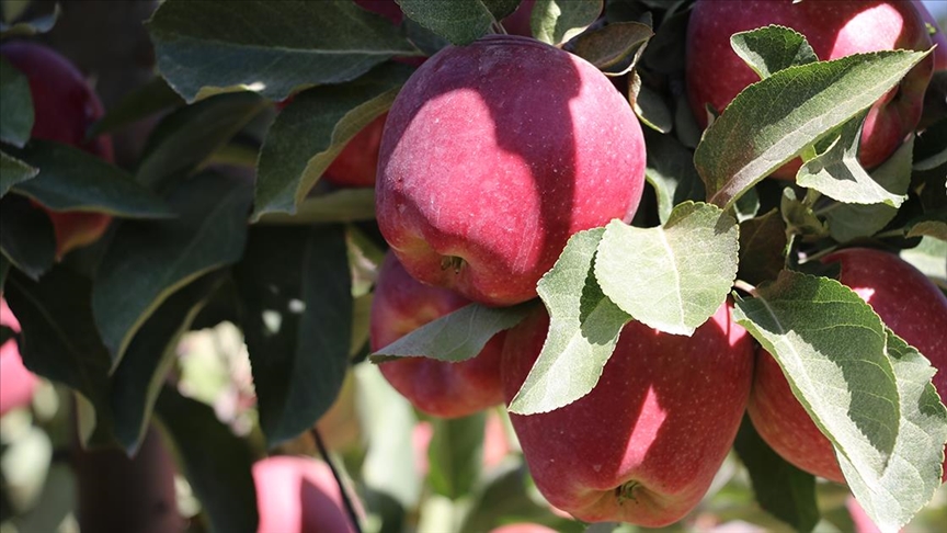 Egenin elma deposu Çivrilde rekolte beklentisi 180 bin ton