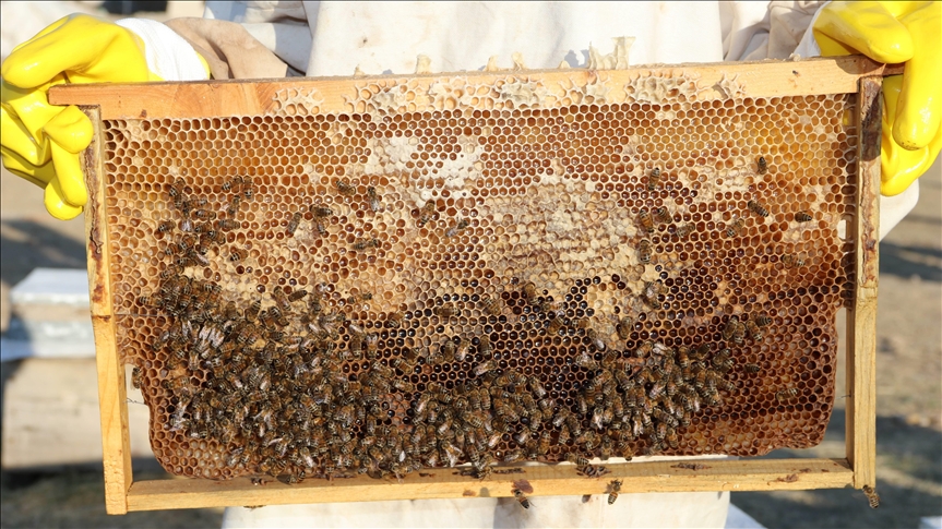 شانلي أورفة التركية.. إنتاج العسل بدعم حكومي