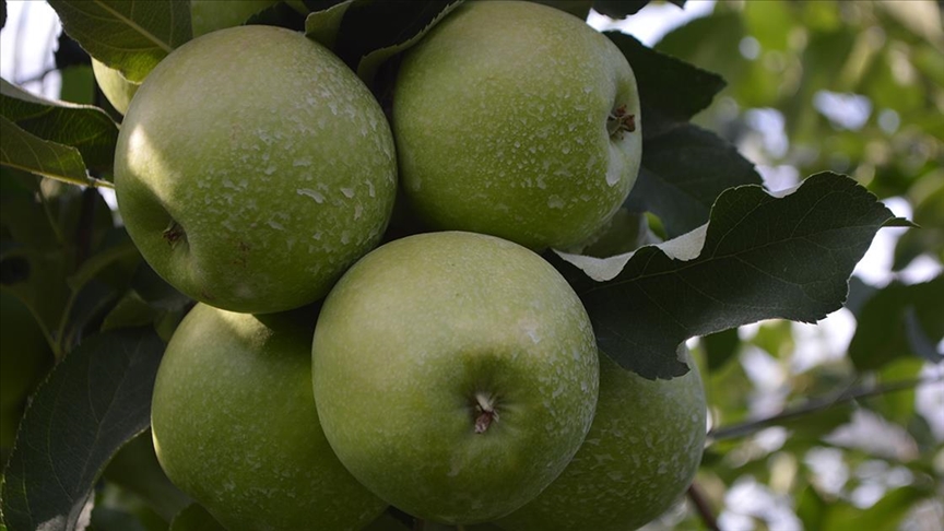 Afyonkarahisardan 3 kıtaya elma ihracatı