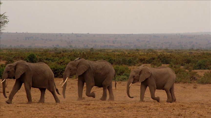 Kenyans adopt, name elephants in conservation drive