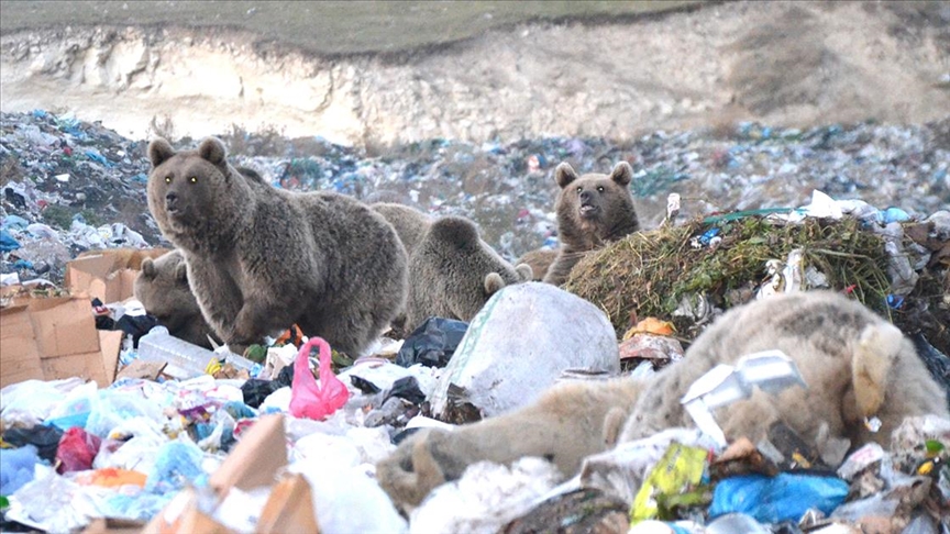 Karsta çöplükten beslenen bozayı ailesi görüntülendi