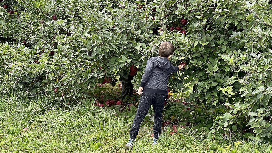 ABDde aileler sonbaharda hafta sonlarını elma toplayarak geçiriyor