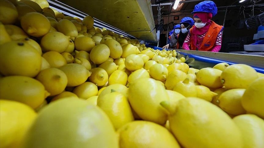 Турция планирует довести экспорт лимонов до $300 млн