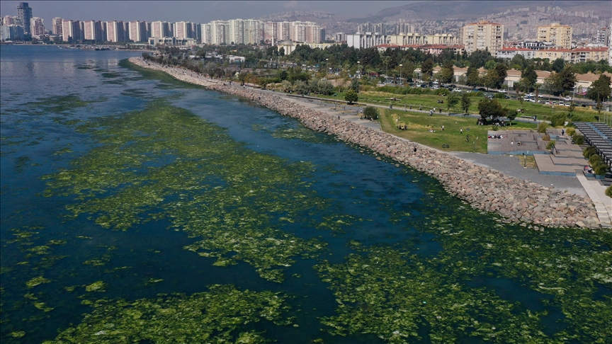 Kirlilikten beslenen deniz marulu, İzmir Körfezinde yayılıyor