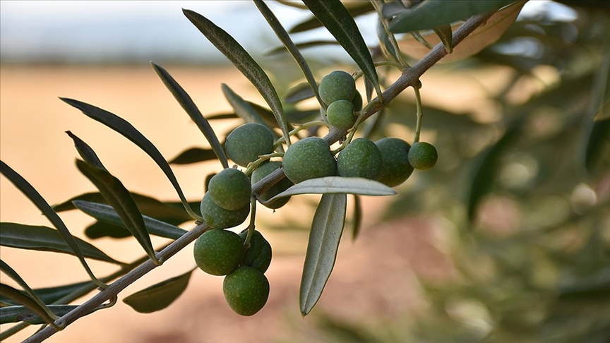 Zeytin ve zeytinyağına en fazla talep İspanya'dan geldi